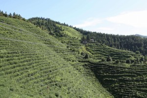 湖南师大领梦者·未来调研团队探访洞口茶企 解码乡村振兴茶密码