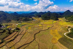 松柏大米：这张湘西米业的“金色名片”是怎么形成的？