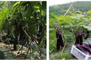 科技赋能农业，湖南“云控捷摘”智能采摘机器人助力乡村振兴